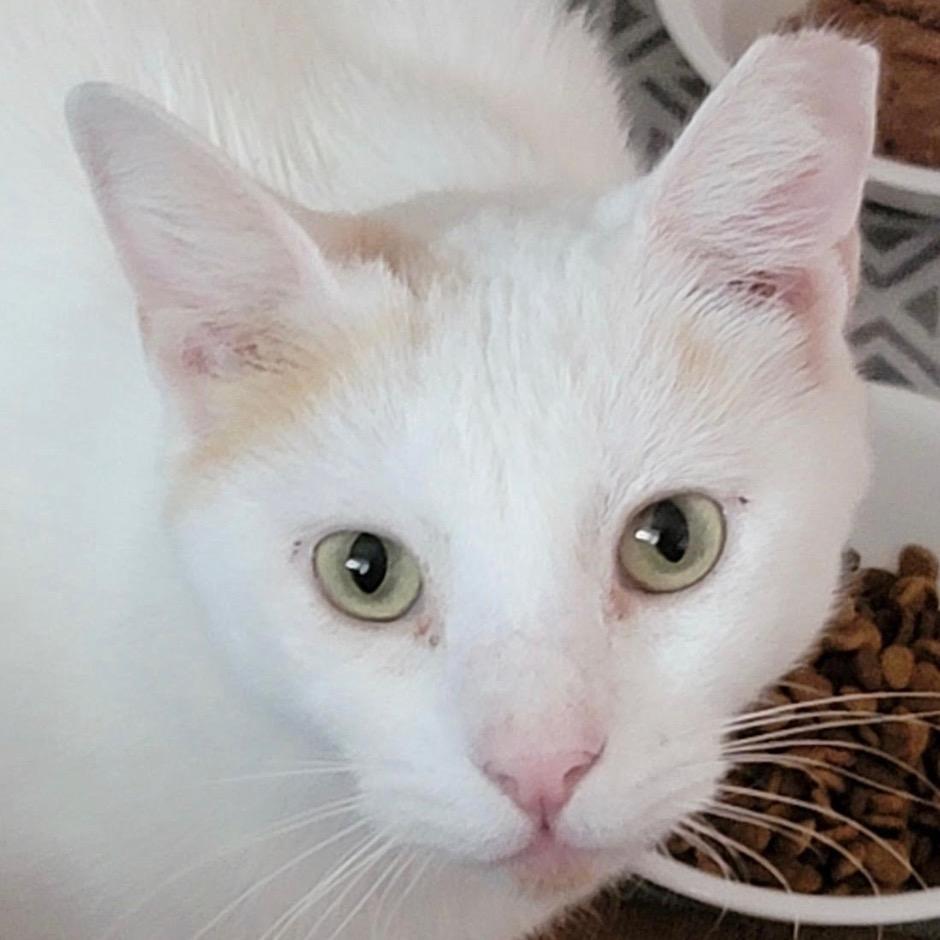 Alaska, a Adoptable Domestic Short Hair in League City, TX image 2/6