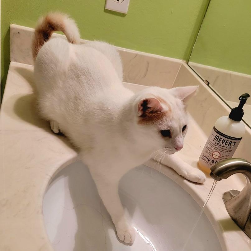 Alaska, a Adoptable Domestic Short Hair in League City, TX image 3/6