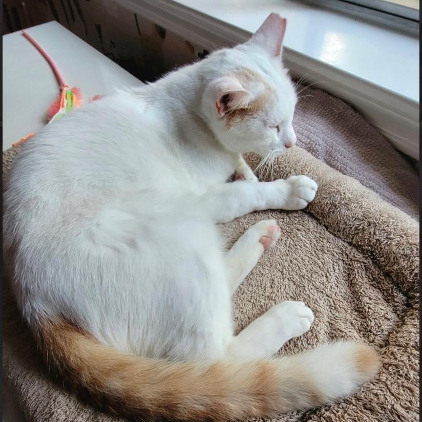 Alaska, a Adoptable Domestic Short Hair in League City, TX image 4/6