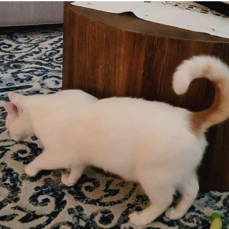 Alaska, a Adoptable Domestic Short Hair in League City, TX image 5/6