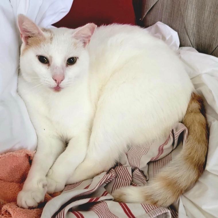 Alaska, a Adoptable Domestic Short Hair in League City, TX image 6/6