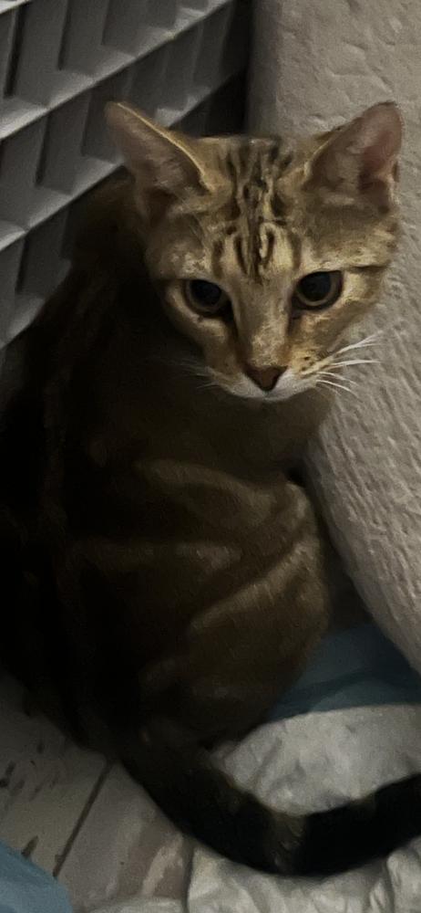 Goldie, Adoptable, Young Female Domestic Short Hair.