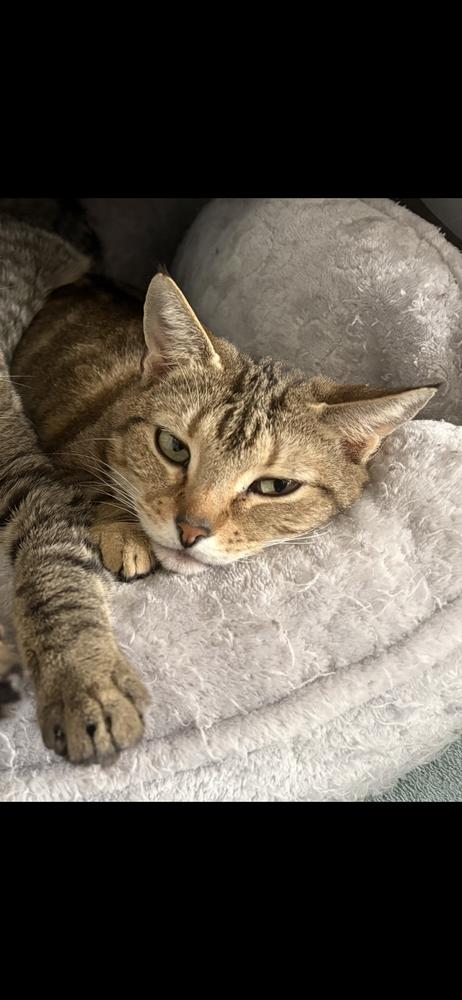 Enlarge Goldie, a Adoptable Domestic Short Hair in Hudson, NH image 2/5