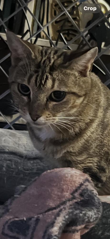 Enlarge Goldie, a Adoptable Domestic Short Hair in Hudson, NH image 3/5