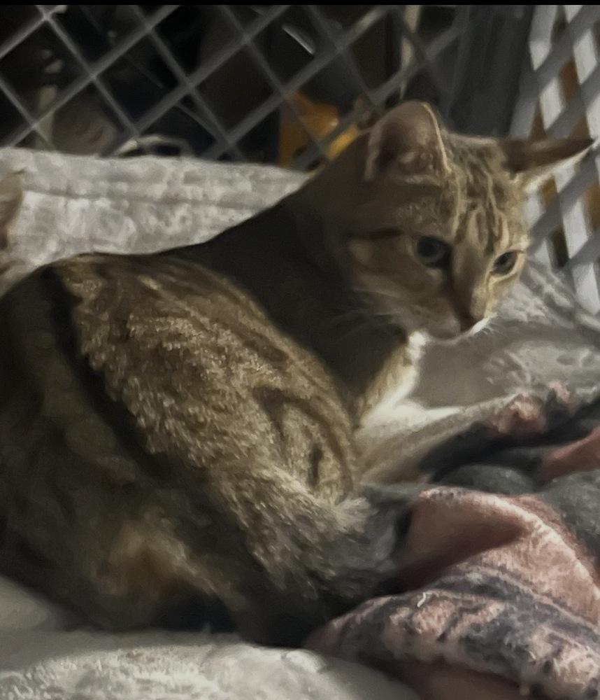 Enlarge Goldie, a Adoptable Domestic Short Hair in Hudson, NH image 4/5