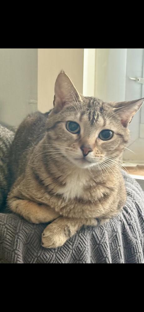 Enlarge Goldie, a Adoptable Domestic Short Hair in Hudson, NH image 5/5