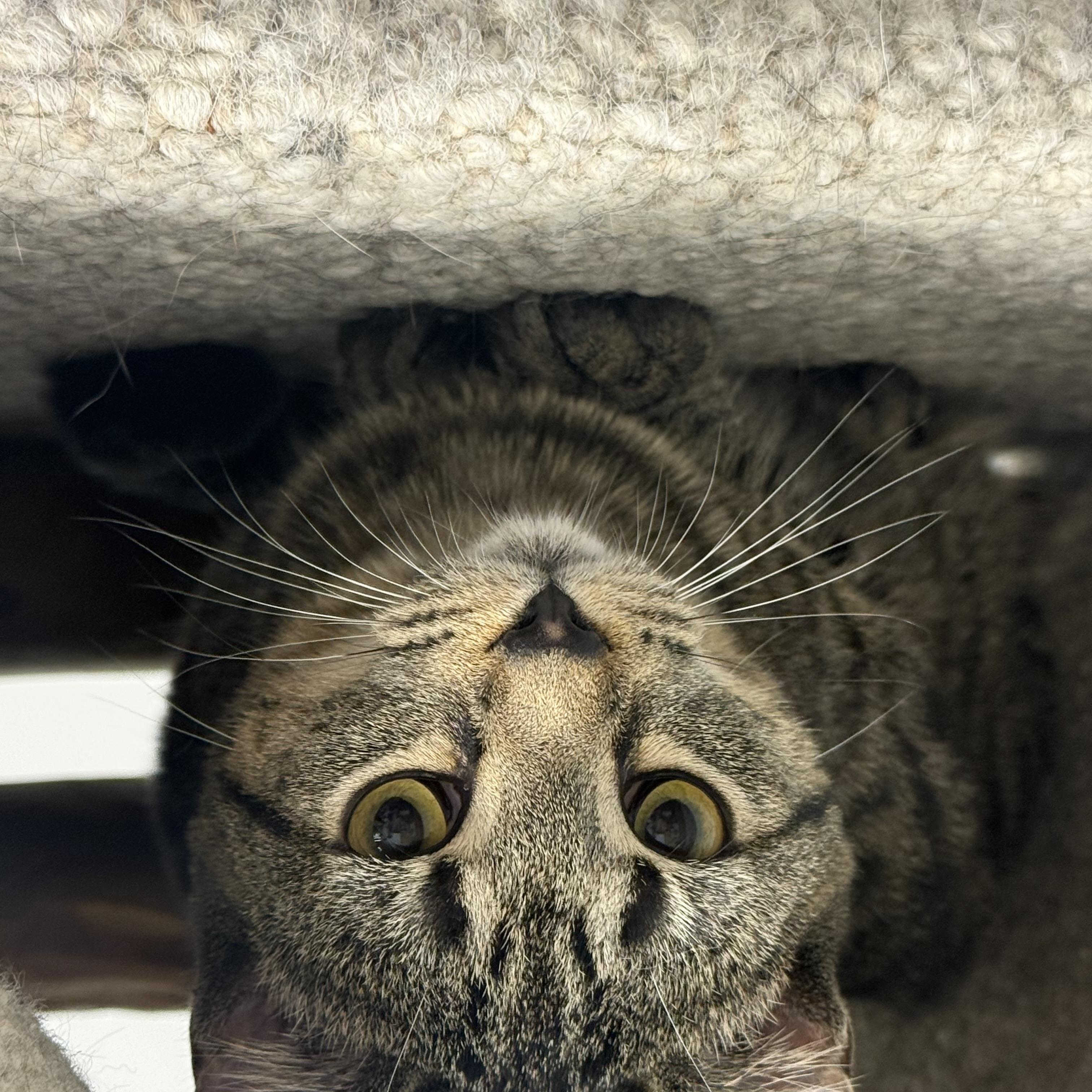 Enlarge Lily Ann, Professional Snuggler, Playtime Enthusiast, a Adoptable mixed breed in Columbus, OH image 3/3