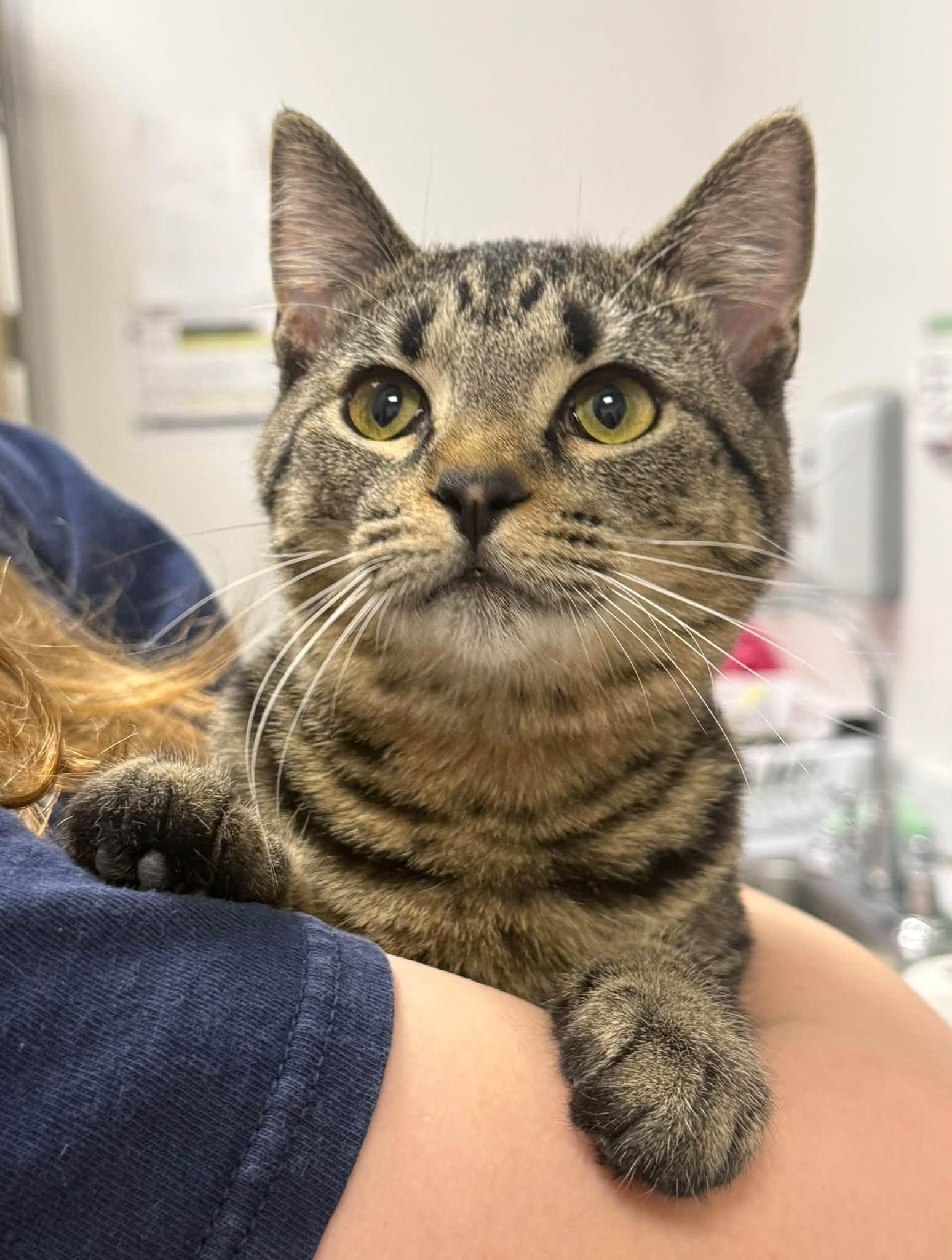 Lily Ann, Professional Snuggler, Playtime Enthusiast, Adoptable, Kitten Female American Shorthair & Tabby.