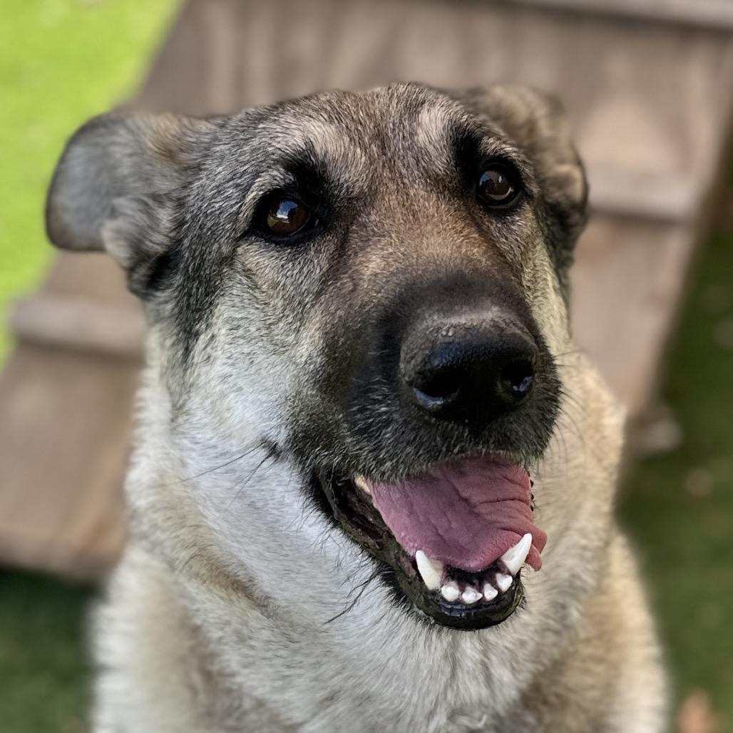 Enlarge Rainy, a Adoptable German Shepherd Dog in Dublin, CA image 1/5