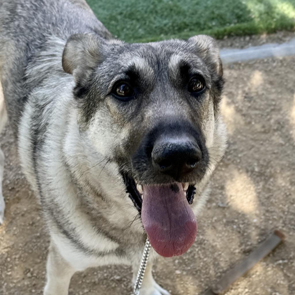 Enlarge Rainy, a Adoptable German Shepherd Dog in Dublin, CA image 2/5