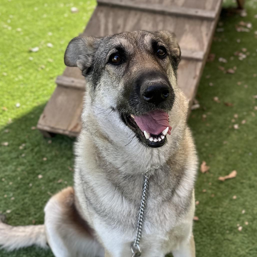 Enlarge Rainy, a Adoptable German Shepherd Dog in Dublin, CA image 3/5