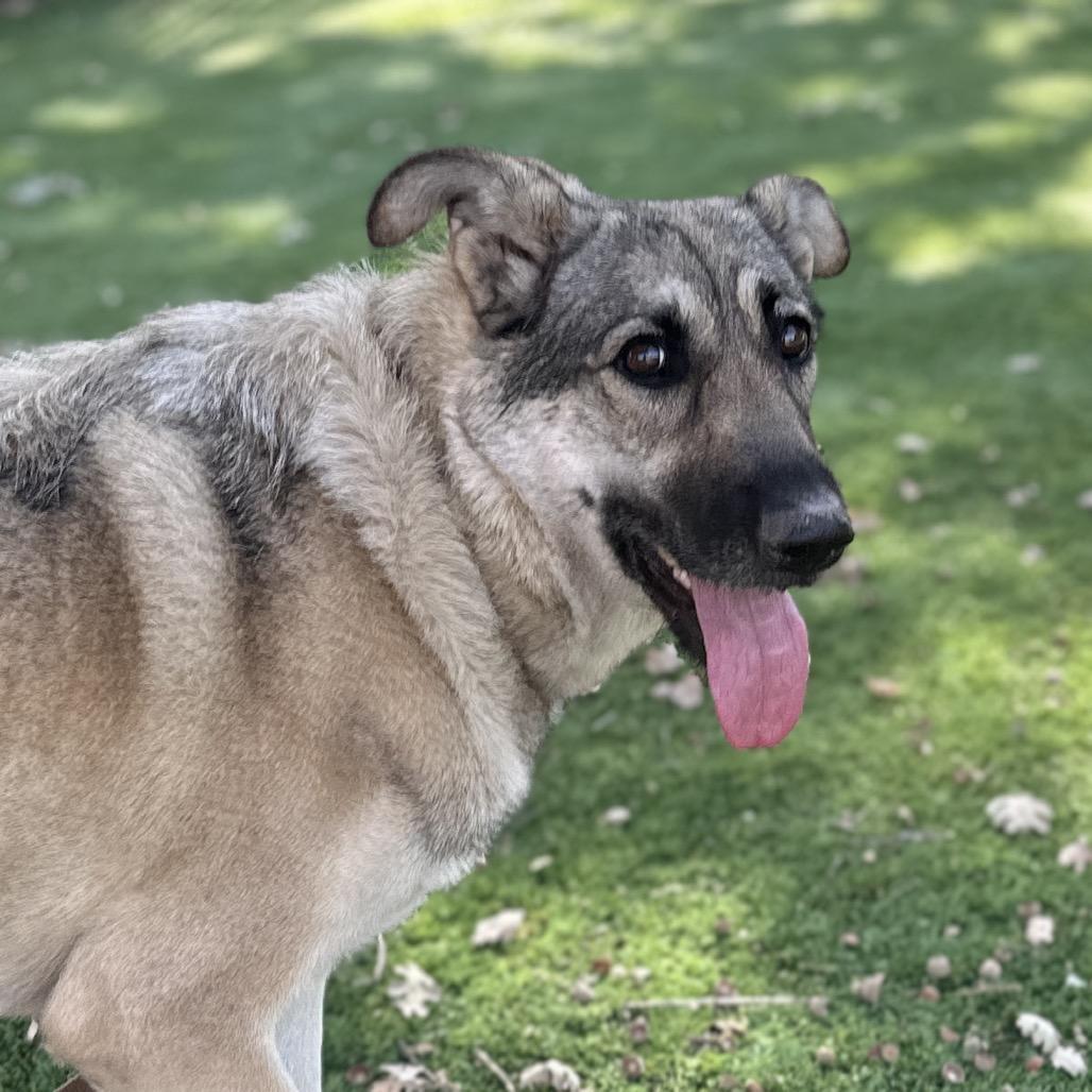 Enlarge Rainy, a Adoptable German Shepherd Dog in Dublin, CA image 4/5