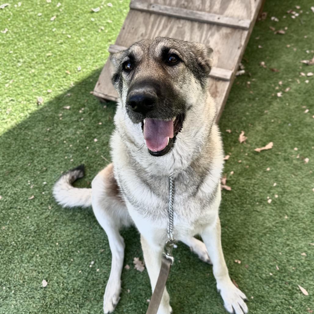Enlarge Rainy, a Adoptable German Shepherd Dog in Dublin, CA image 5/5