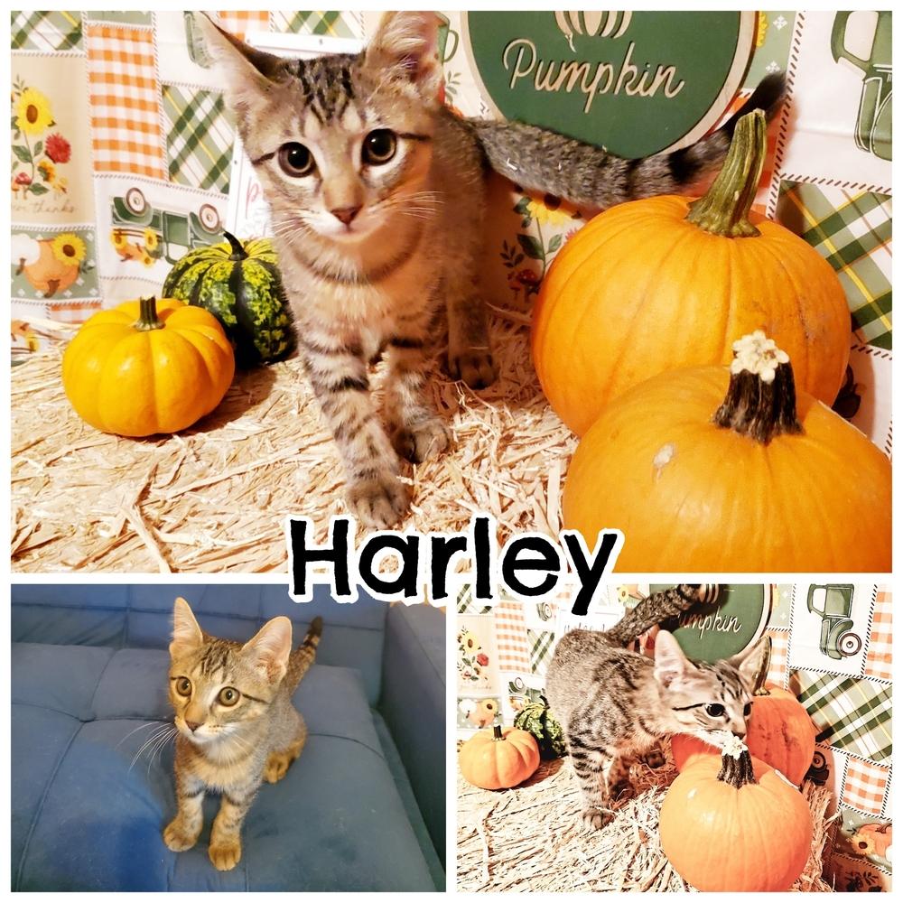 Harley — thumbnail 2