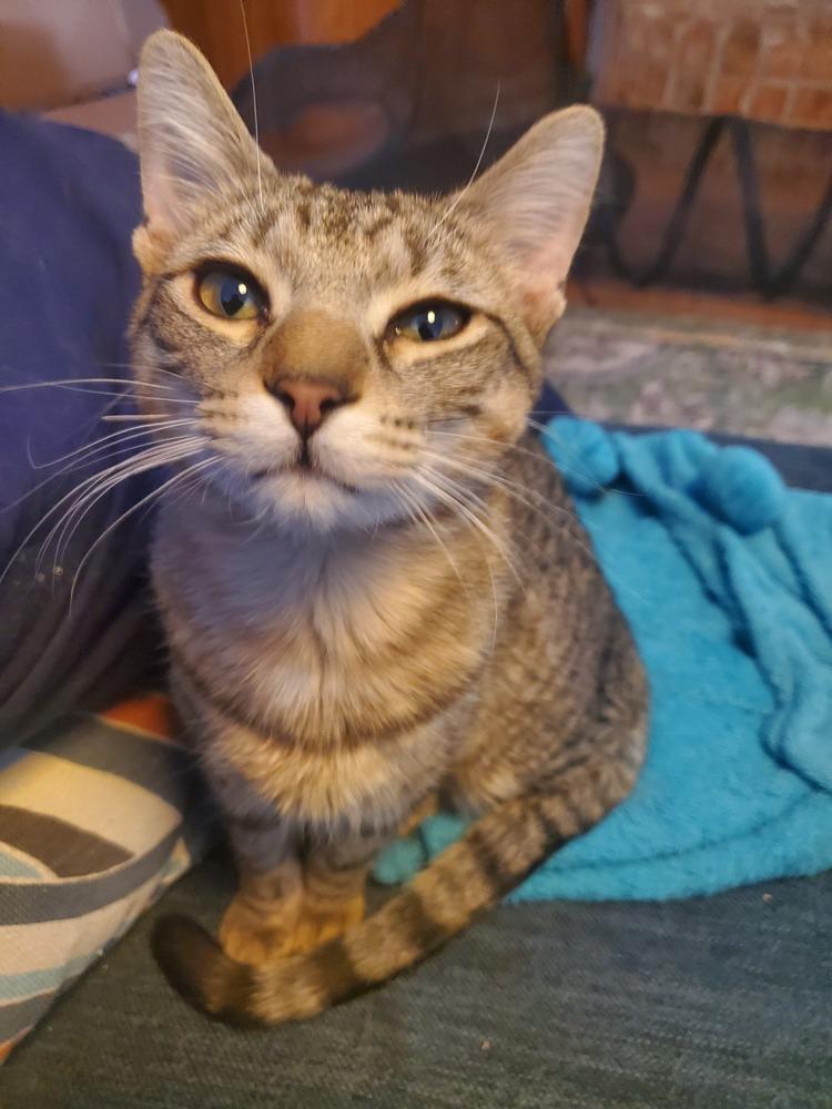 Harley — thumbnail 3