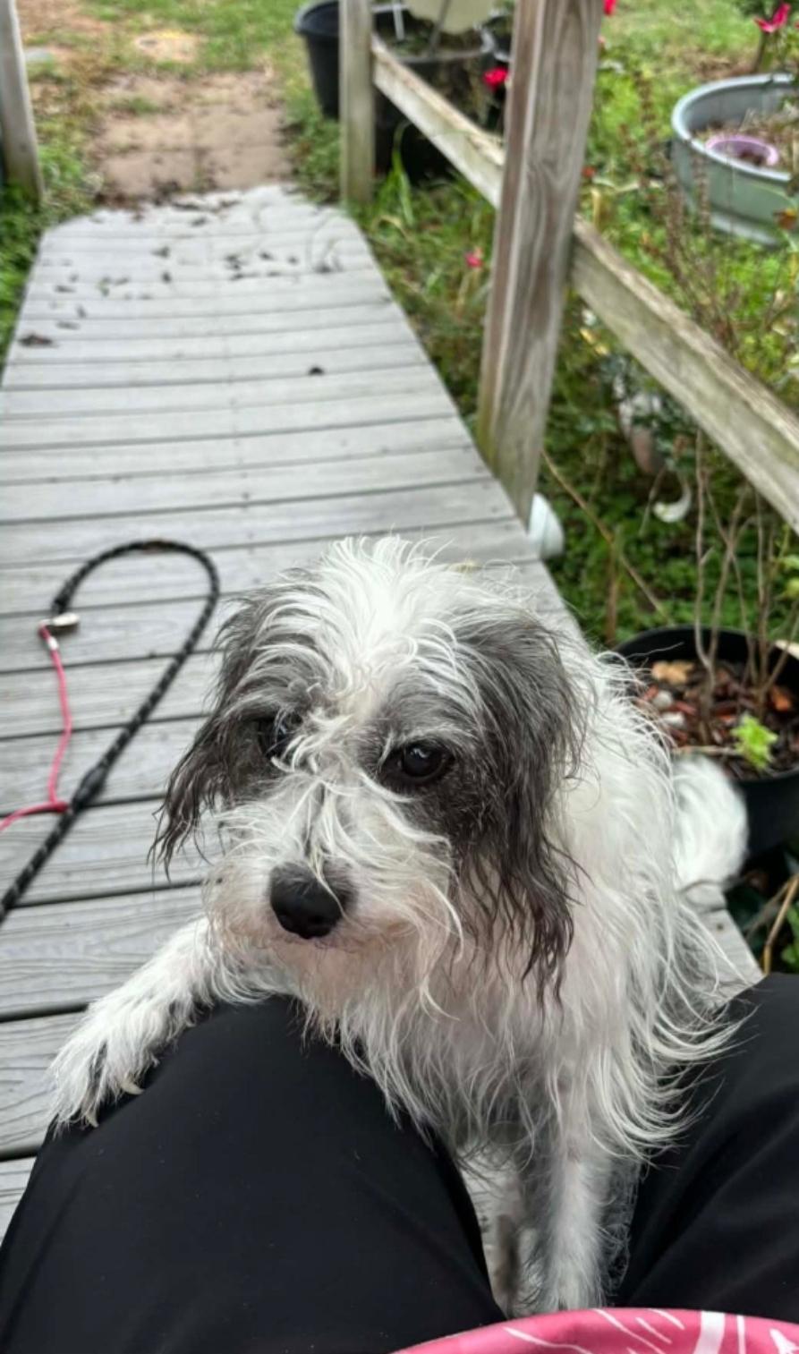 Enlarge Murphy, a Adoptable mixed breed in Columbus , OH image 5/5