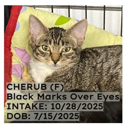 Enlarge Cherub, an adopted Tabby in New Richmond, WI image 1/1