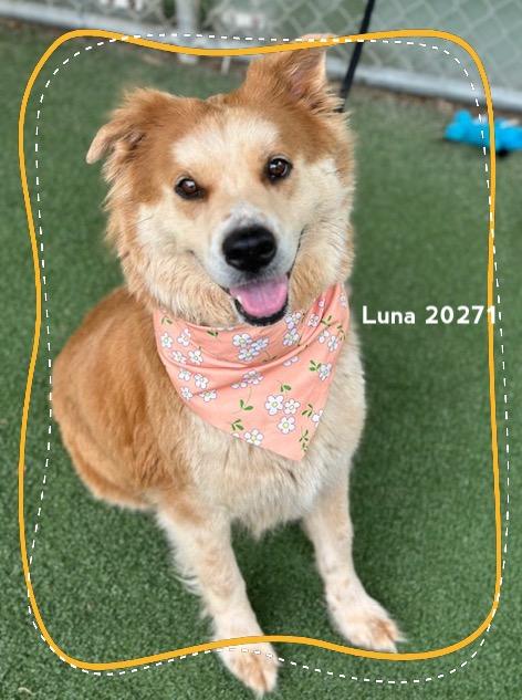 Enlarge LUNA, a ADOPTABLE mixed breed in Marietta, GA image 6/6