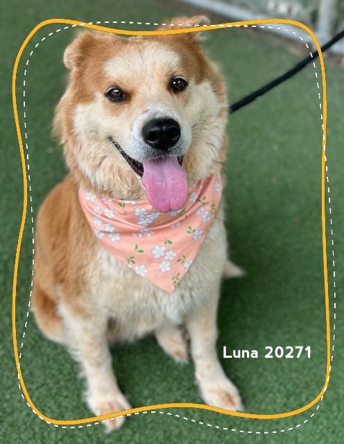 Enlarge LUNA, a ADOPTABLE mixed breed in Marietta, GA image 5/6