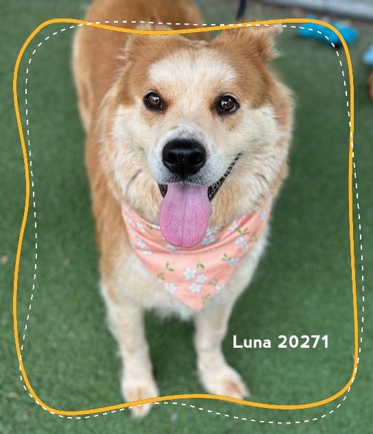 Enlarge LUNA, a ADOPTABLE mixed breed in Marietta, GA image 1/6