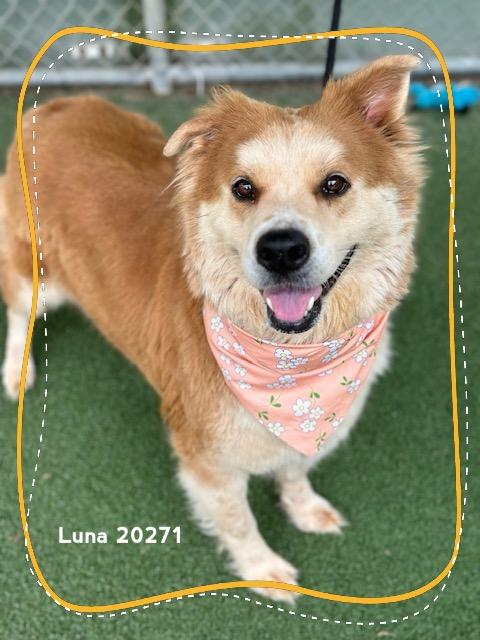 Enlarge LUNA, a ADOPTABLE mixed breed in Marietta, GA image 4/6