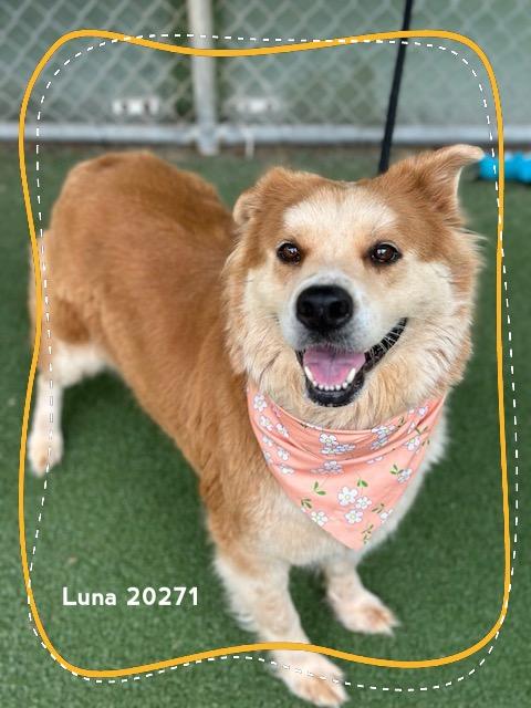 Enlarge LUNA, a ADOPTABLE mixed breed in Marietta, GA image 2/6