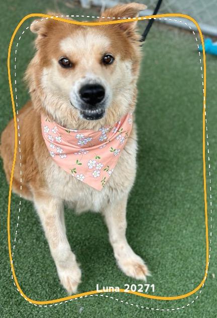 Enlarge LUNA, a ADOPTABLE mixed breed in Marietta, GA image 3/6