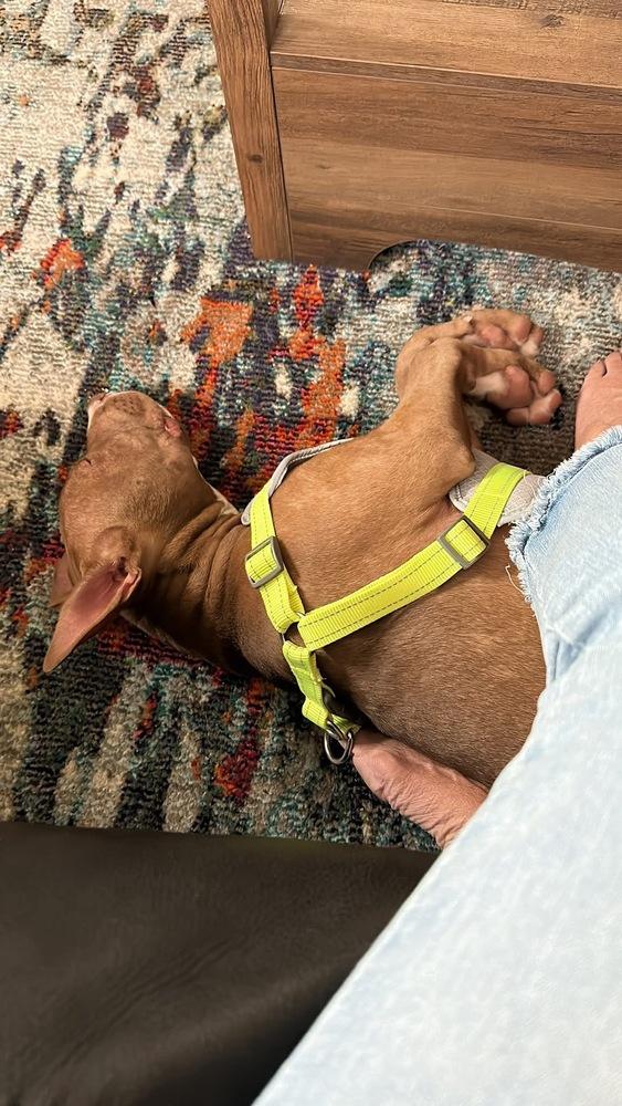 Thor, a Adoptable mixed breed in Willingboro, NJ image 1/6