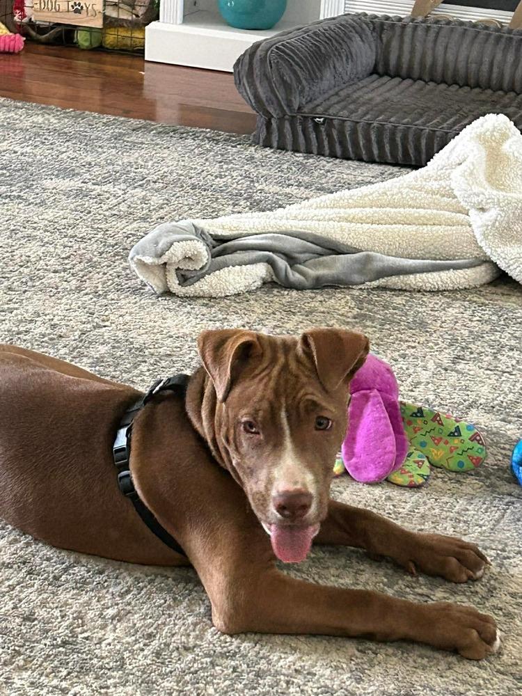 Enlarge Thor, a Adoptable mixed breed in Willingboro, NJ image 1/6