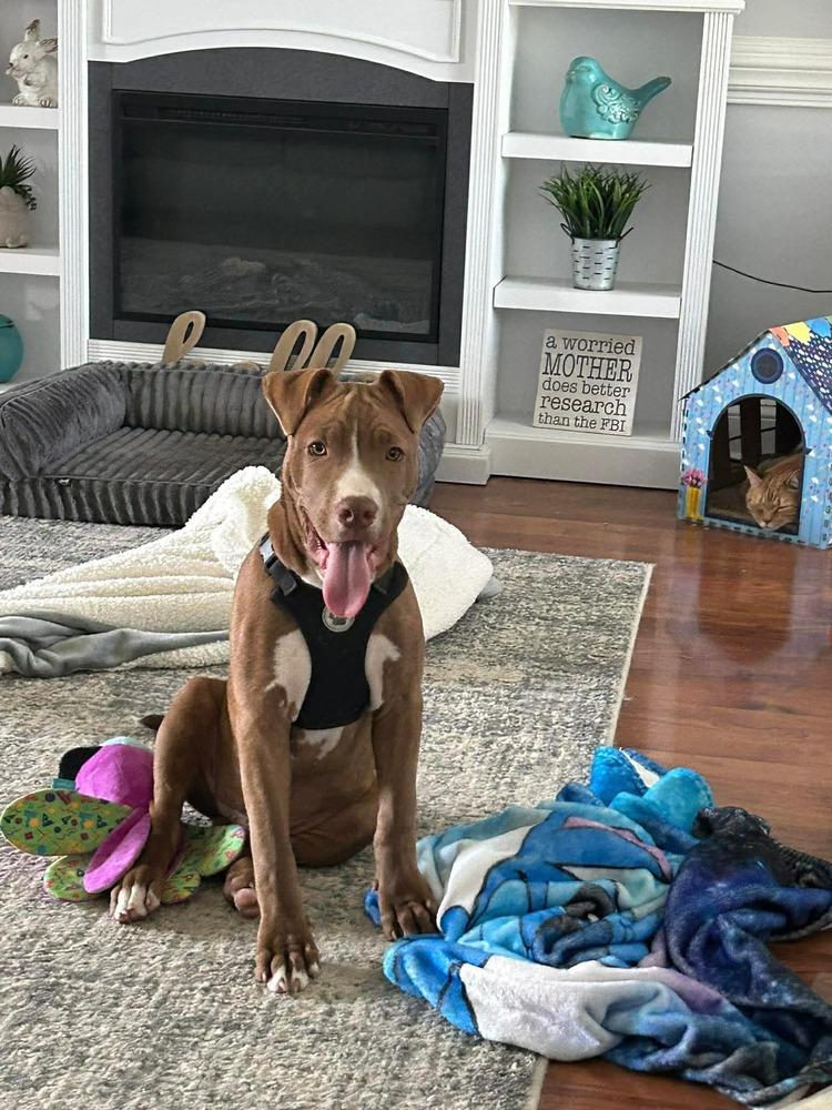 Enlarge Thor, a Adoptable mixed breed in Willingboro, NJ image 2/6