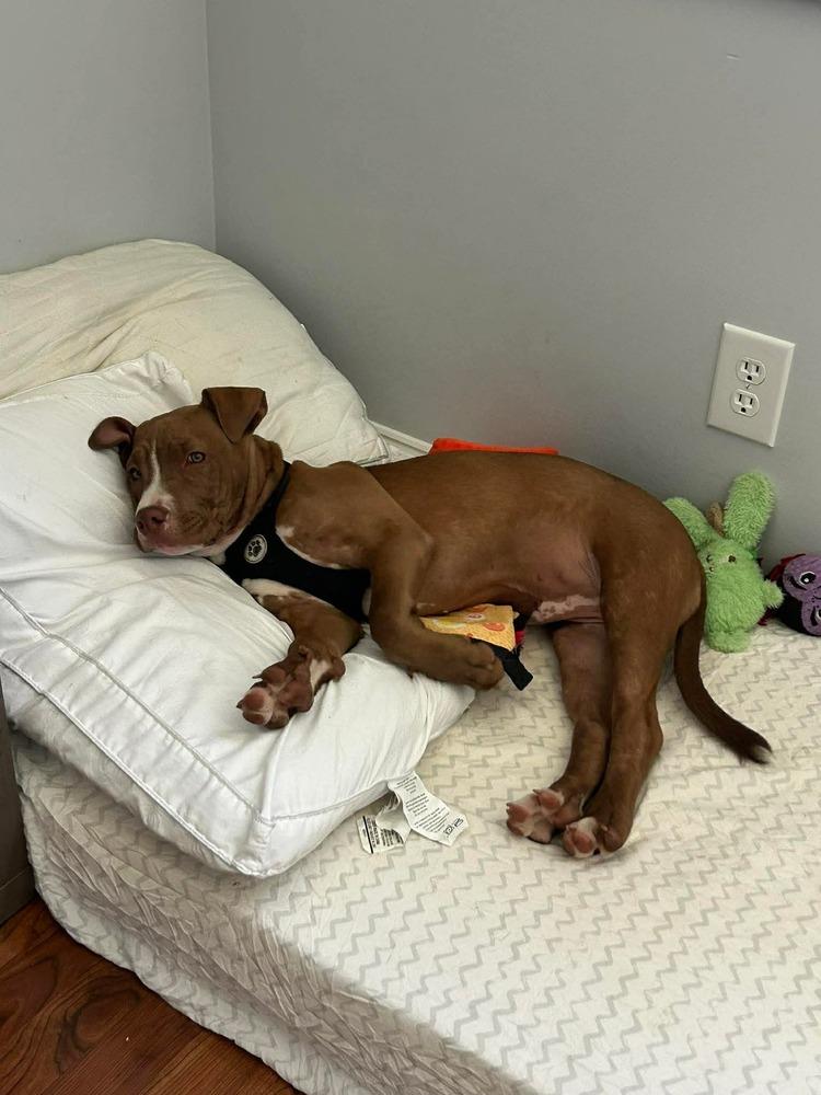 Enlarge Thor, a Adoptable mixed breed in Willingboro, NJ image 3/6