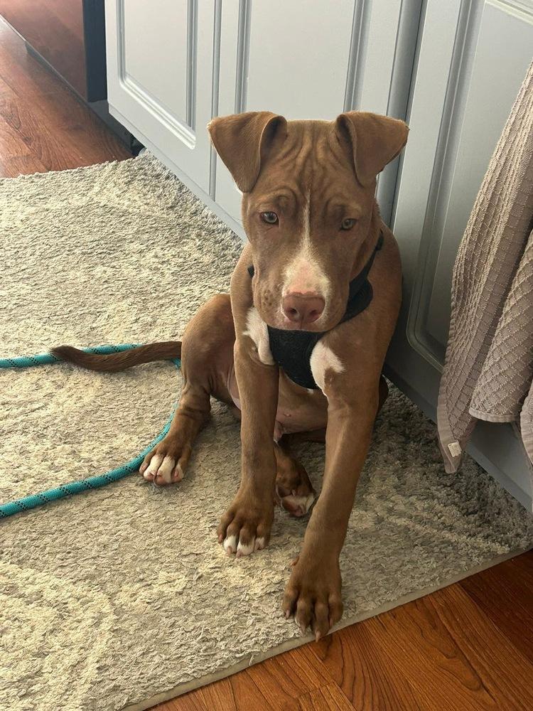 Thor, a Adoptable mixed breed in Willingboro, NJ image 3/6