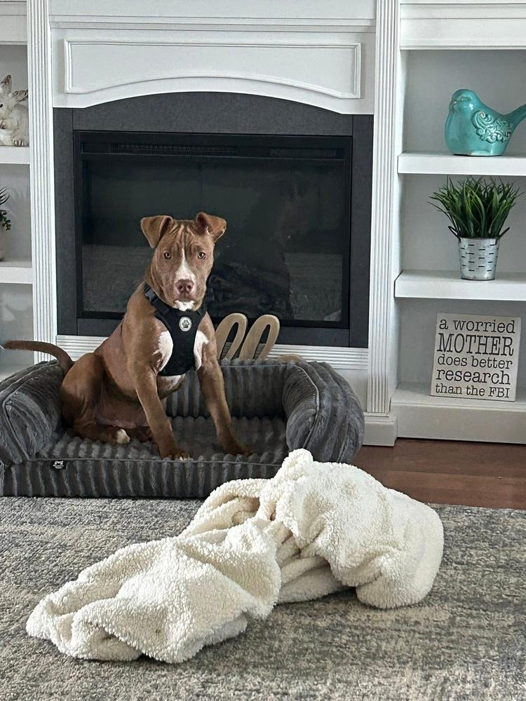 Thor, a Adoptable mixed breed in Willingboro, NJ image 4/6