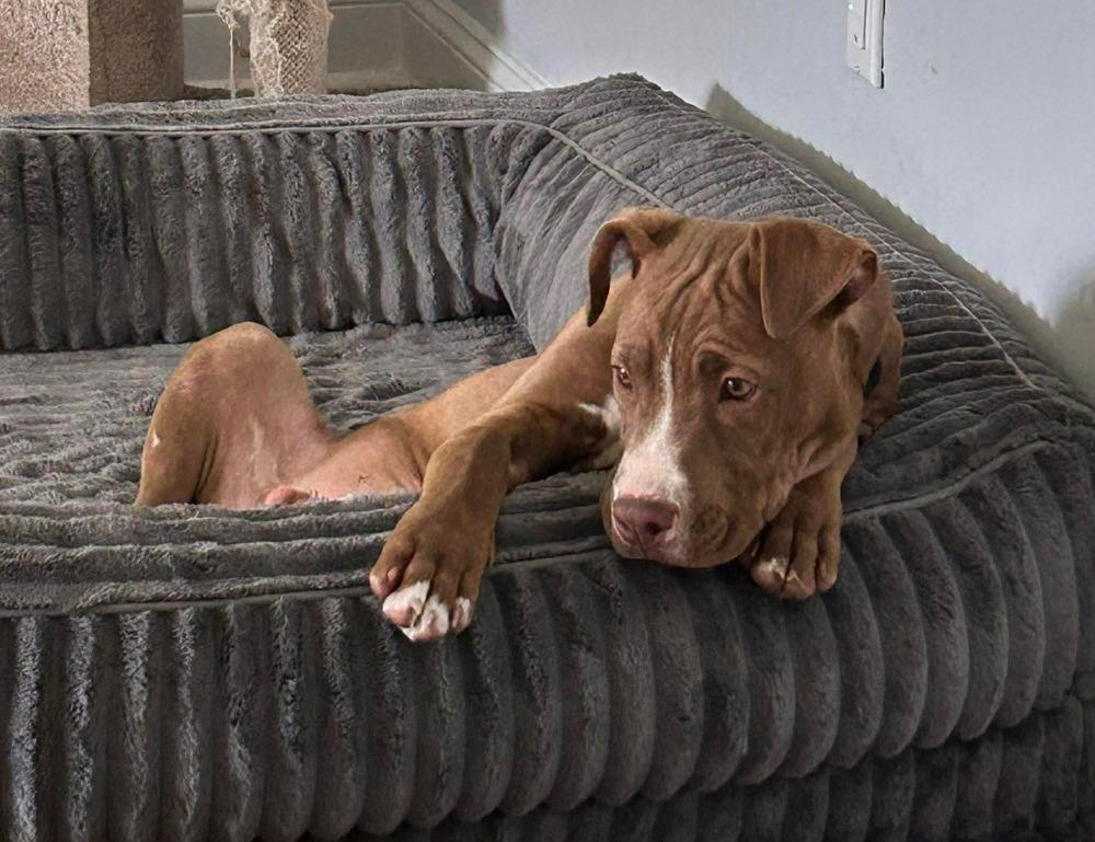 Enlarge Thor, a Adoptable mixed breed in Willingboro, NJ image 4/6