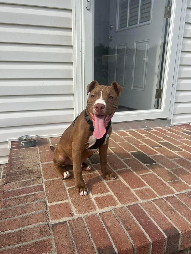 Enlarge Thor, a Adoptable mixed breed in Willingboro, NJ image 5/6