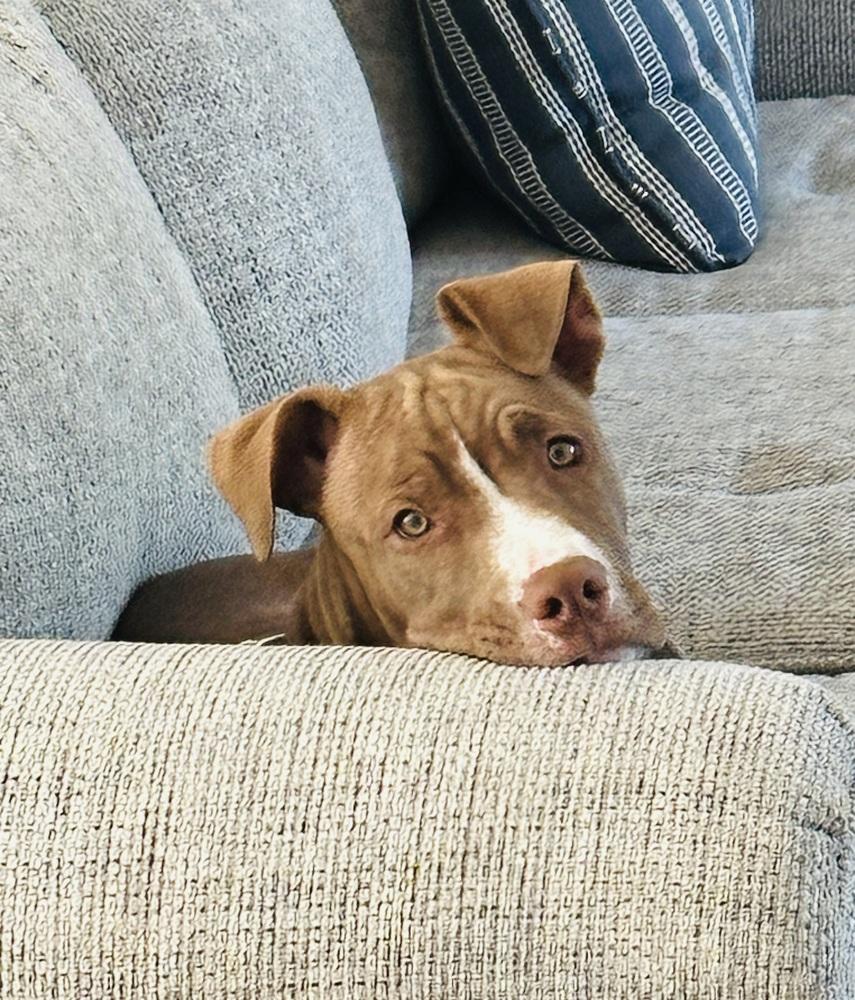 Thor, a Adoptable mixed breed in Willingboro, NJ image 5/6
