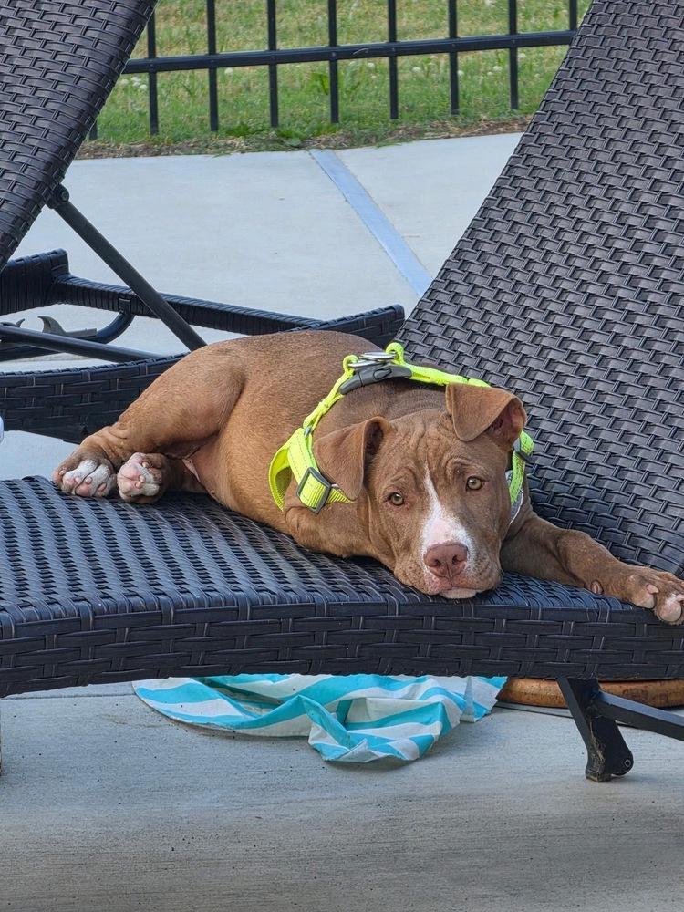 Thor, a Adoptable mixed breed in Willingboro, NJ image 6/6