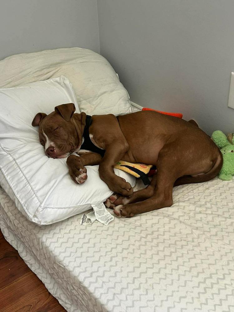 Enlarge Thor, a Adoptable mixed breed in Willingboro, NJ image 6/6