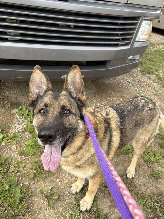 Luna, Adoptable, Adult Female Mixed Breed.