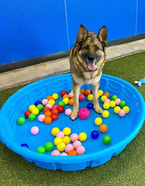 Luna, Adoptable, Adult Female Mixed Breed.