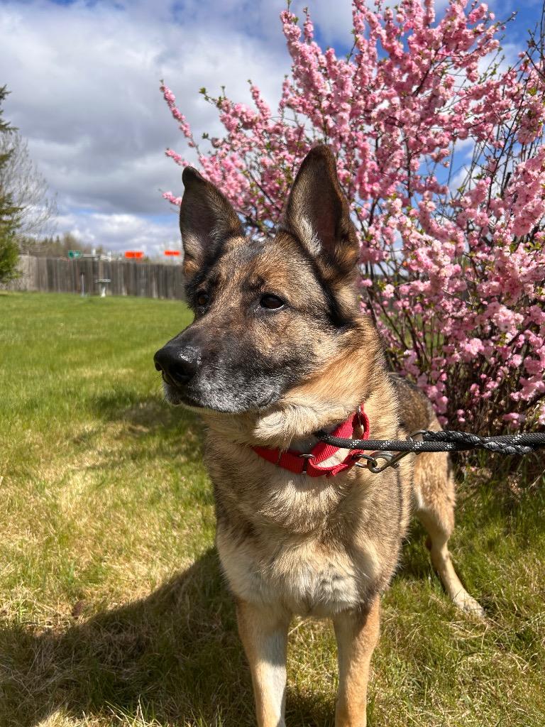 Luna, a Adoptable Mixed Breed in Minot, ND image 2/3