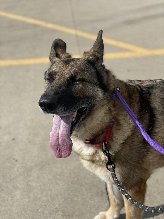 Enlarge Luna, a Adoptable Mixed Breed in Minot, ND image 4/6