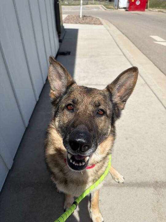 Luna, a Adoptable Mixed Breed in Minot, ND image 3/3