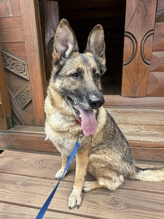 Enlarge Luna, a Adoptable Mixed Breed in Minot, ND image 6/6