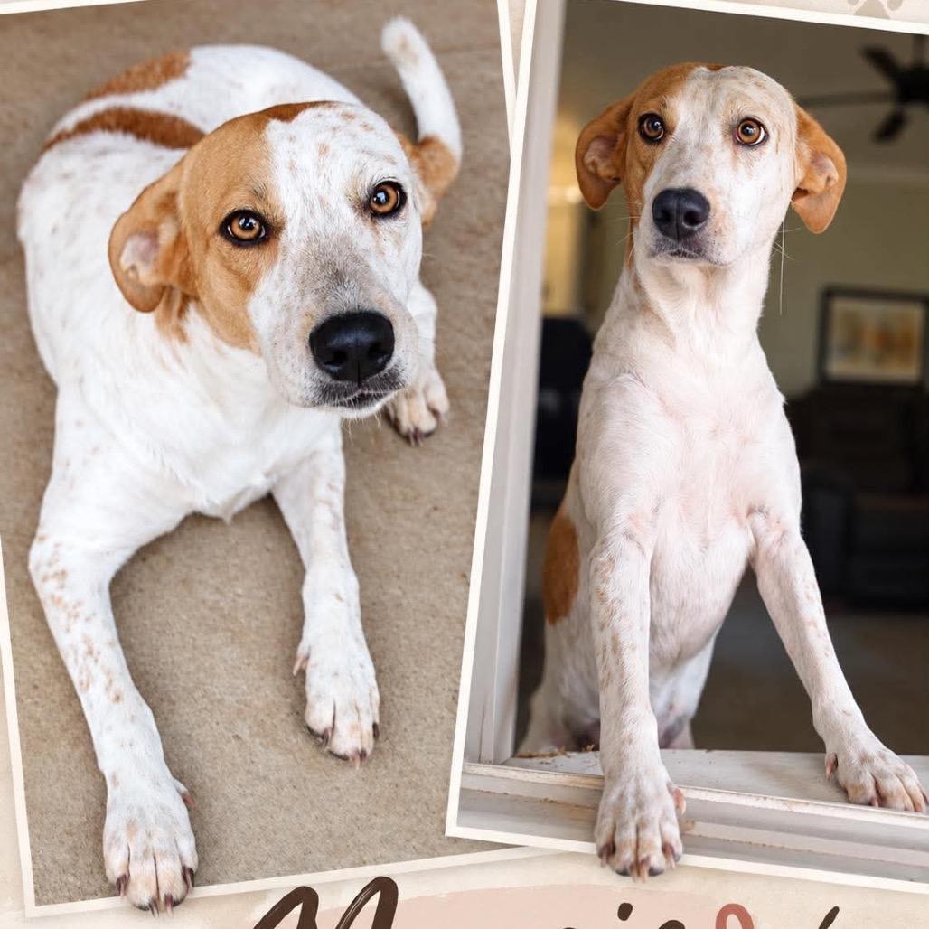 Maggie *, Adoptable, Adult Female American Foxhound & Cattle Dog.