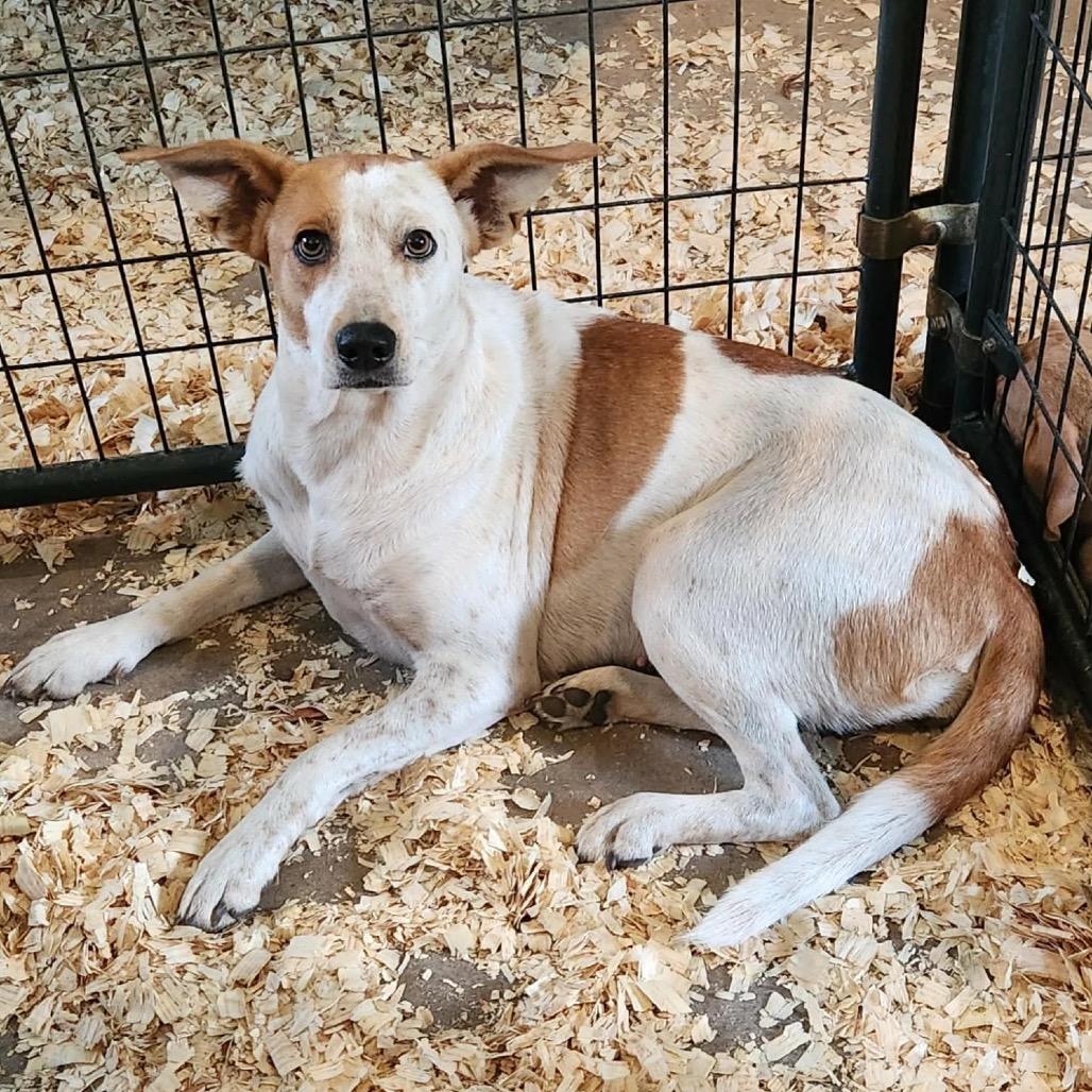 Enlarge Maggie *, a Adoptable mixed breed in Hackett, AR image 2/2