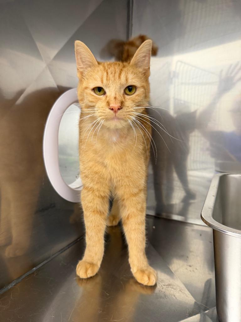 Enlarge Vulcan, a Adoptable mixed breed in Glenfield, NY image 1/2