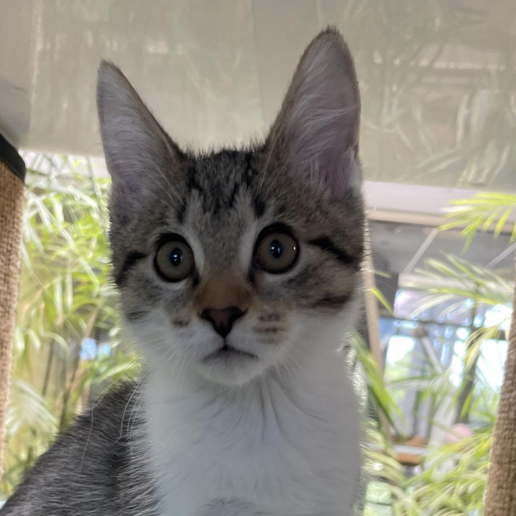 Enlarge Sutton, a Adoptable Domestic Short Hair in Chicago, IL image 1/1