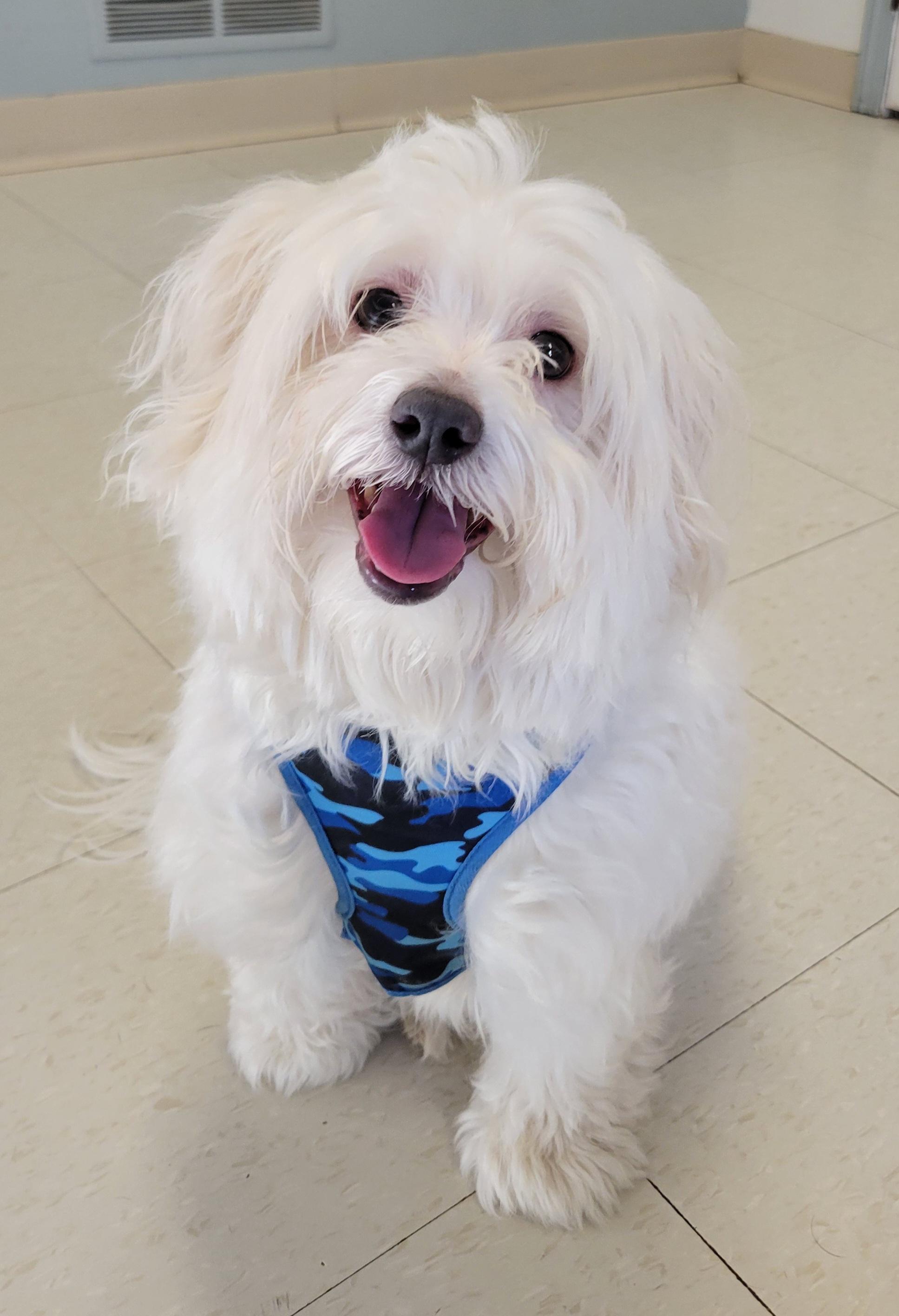 Enlarge Jackson aka Jax, an adopted Maltese in West Jefferson, OH image 2/5