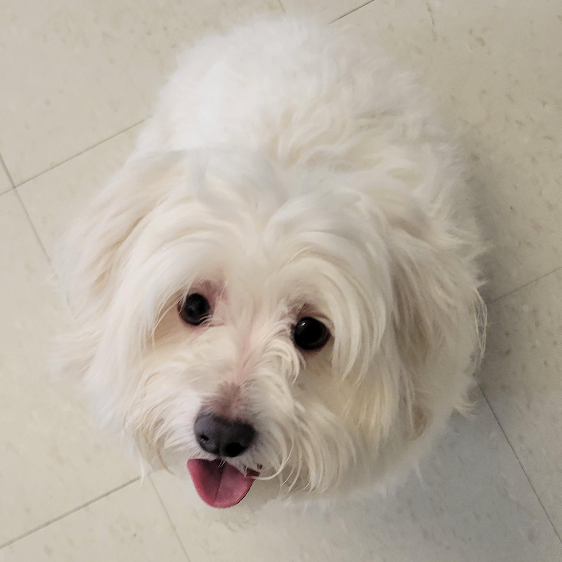Enlarge Jackson aka Jax, an adopted Maltese in West Jefferson, OH image 1/5
